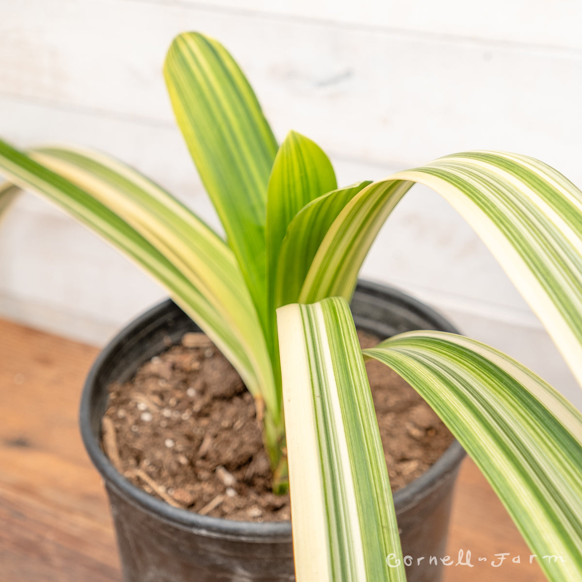 Clivia Orange Variegated 2gal – Cornell Farm