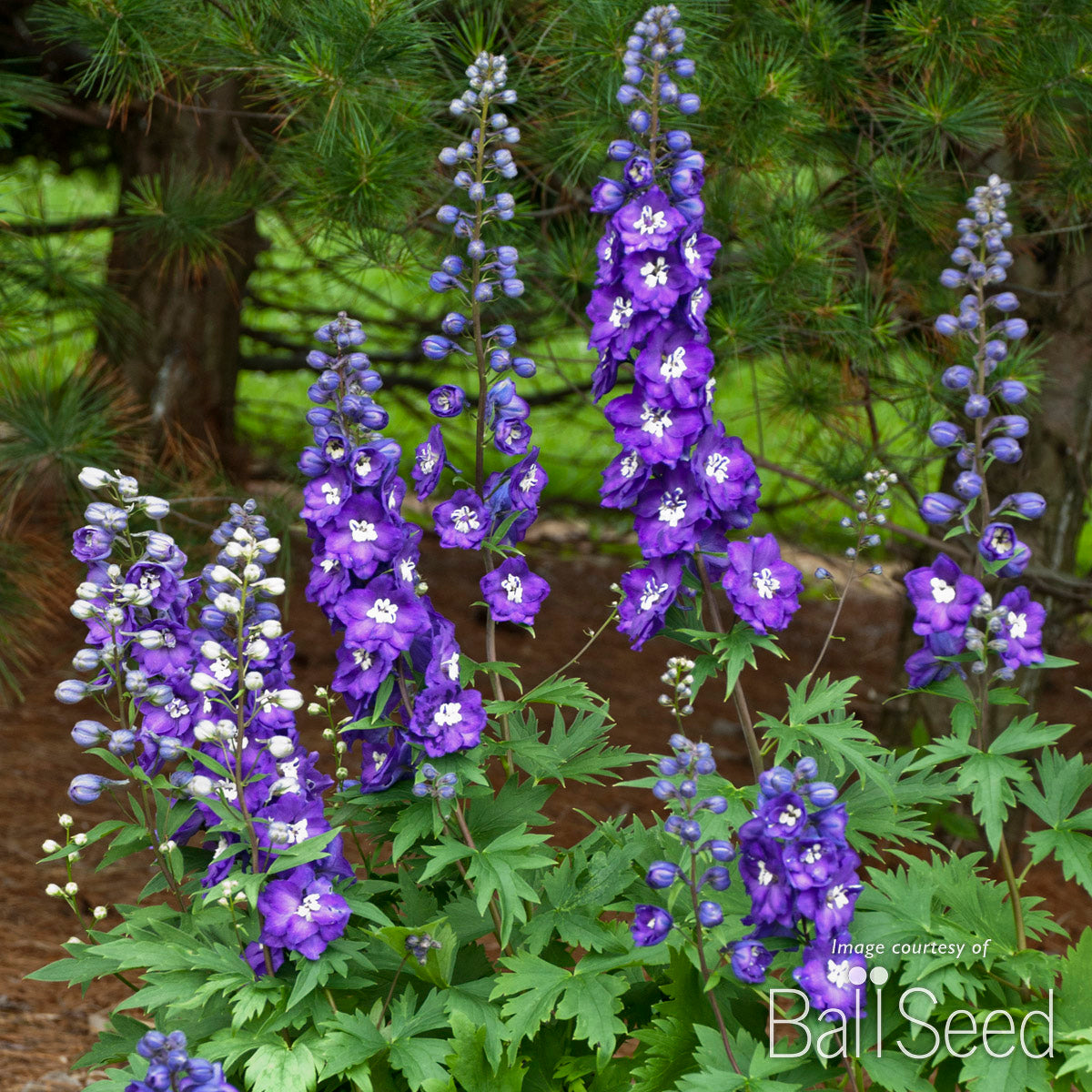 Delphinium NM Purple Passion 1gal New Millennium CF – Cornell Farm