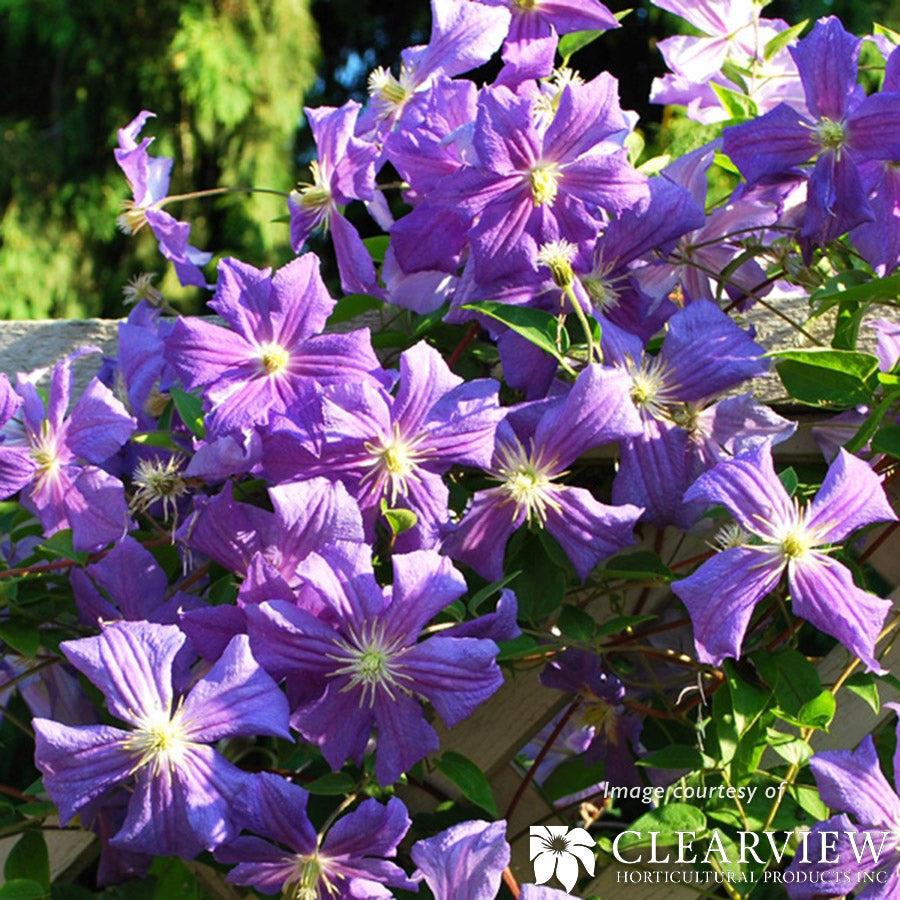 Clematis Perle D'Azur 1gal blue – Cornell Farm
