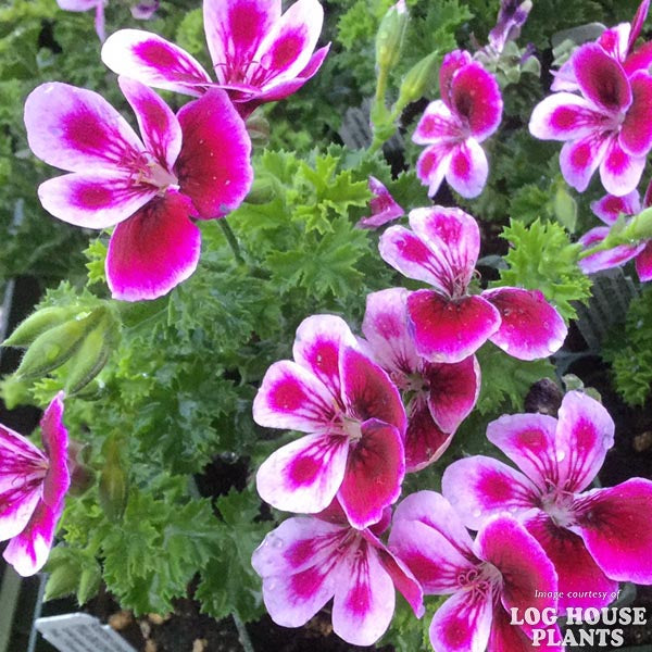 Scented Geranium Lemona 4in. Cornell Farm