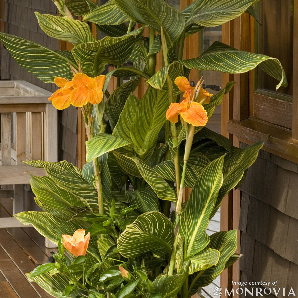Canna indica Tropicanna Gold 1gal – Cornell Farm