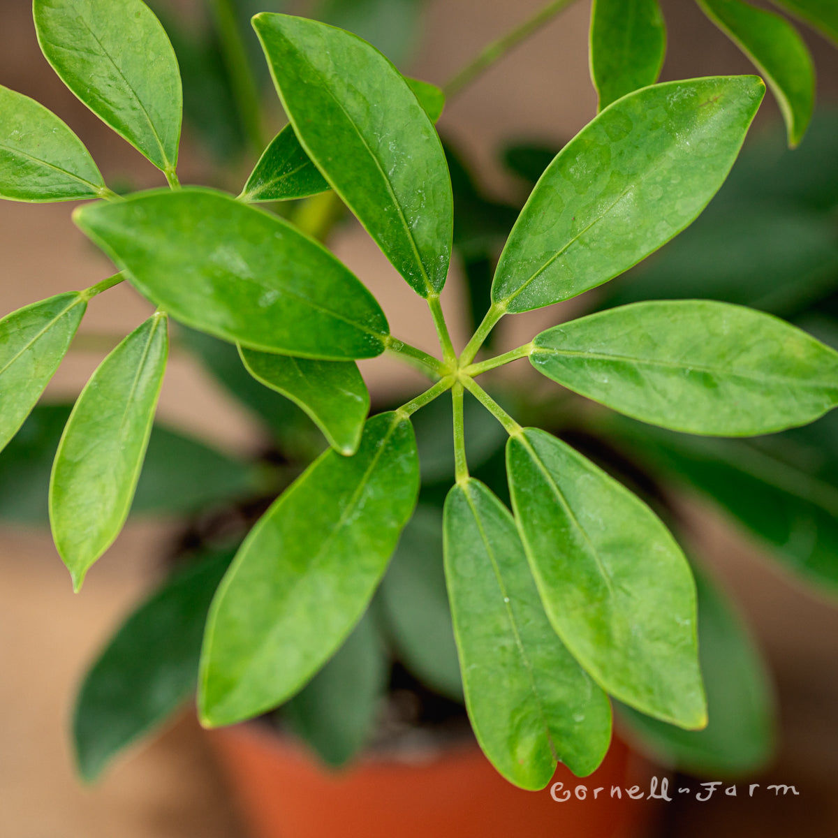 schefflera arboricola bush Schefflera arboricola 10in Hawaiian Umbrella Bush