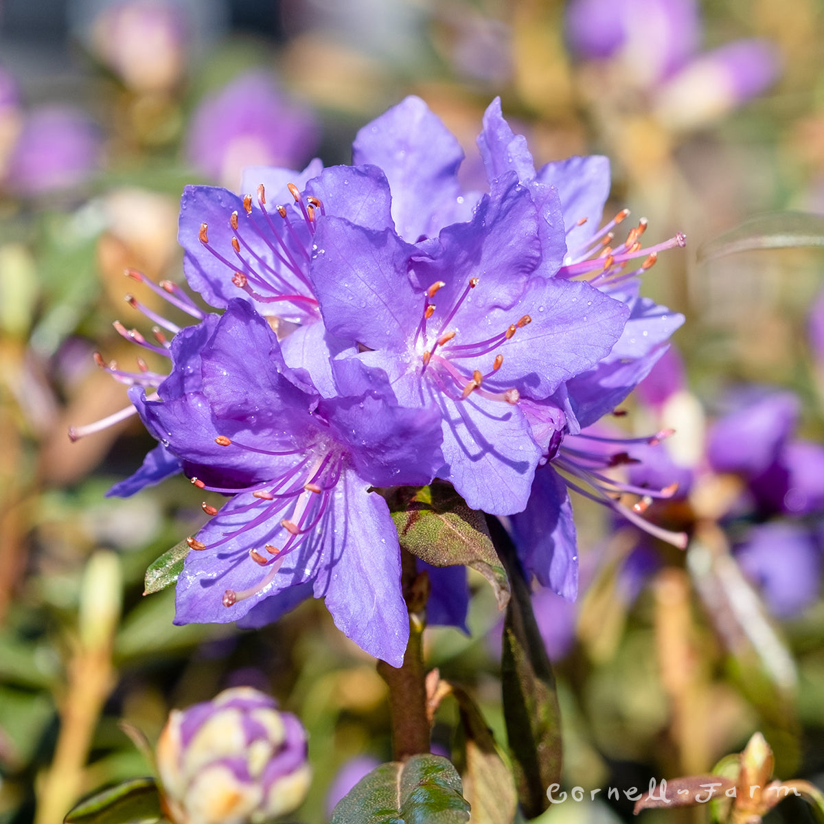Rhododendron Starry Night 3gal