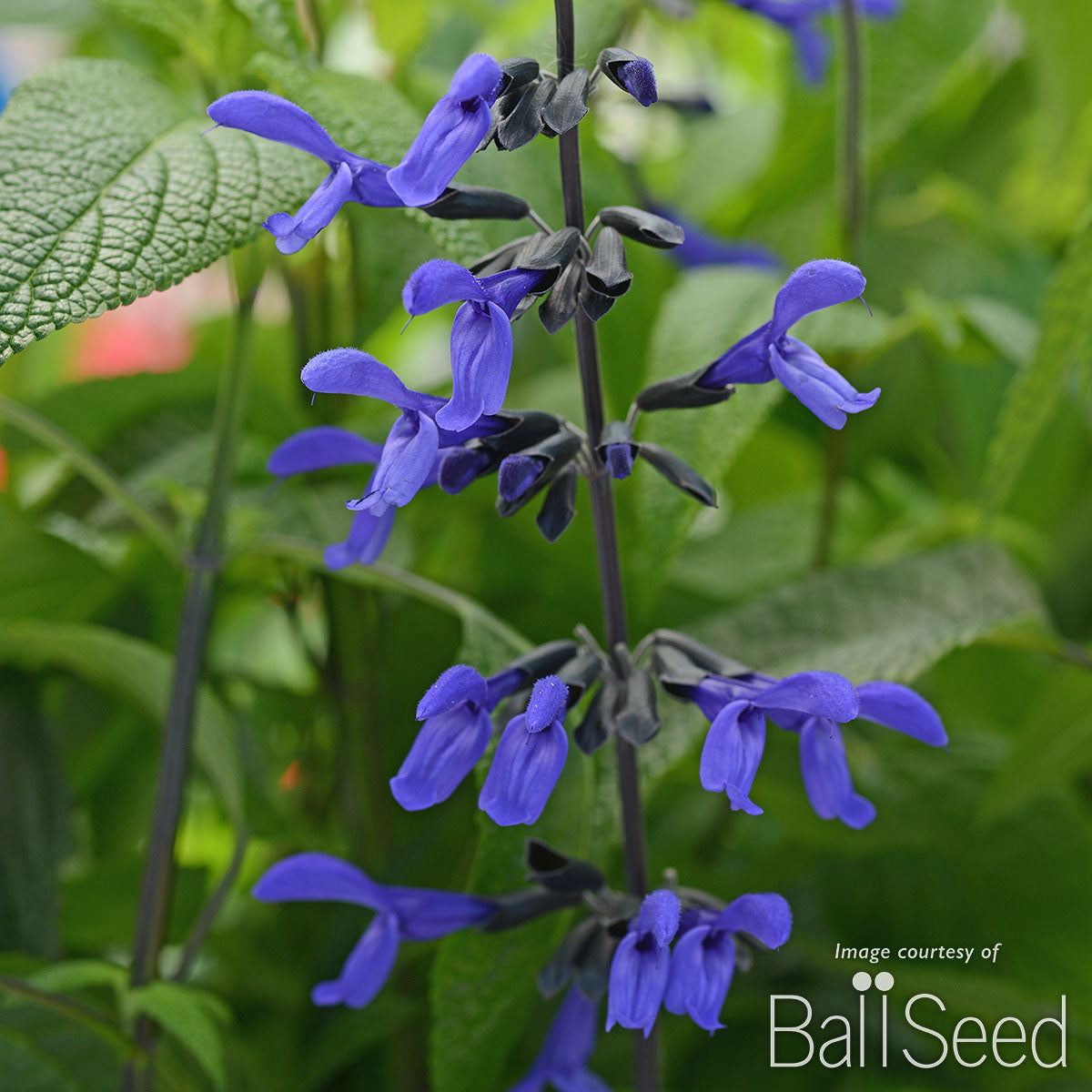 Salvia g. Black & Bloom 1gal CF – Cornell Farm