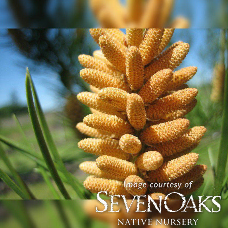 pine seeds to plant Pinus contorta ssp. contorta 5gal Shore PIne – Cornell Farm