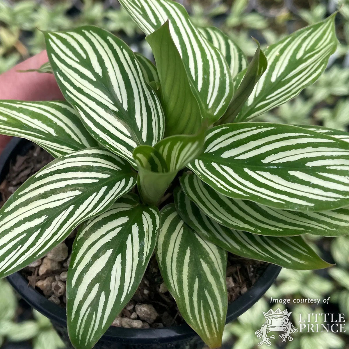 Calathea elliptica 4in Vittata