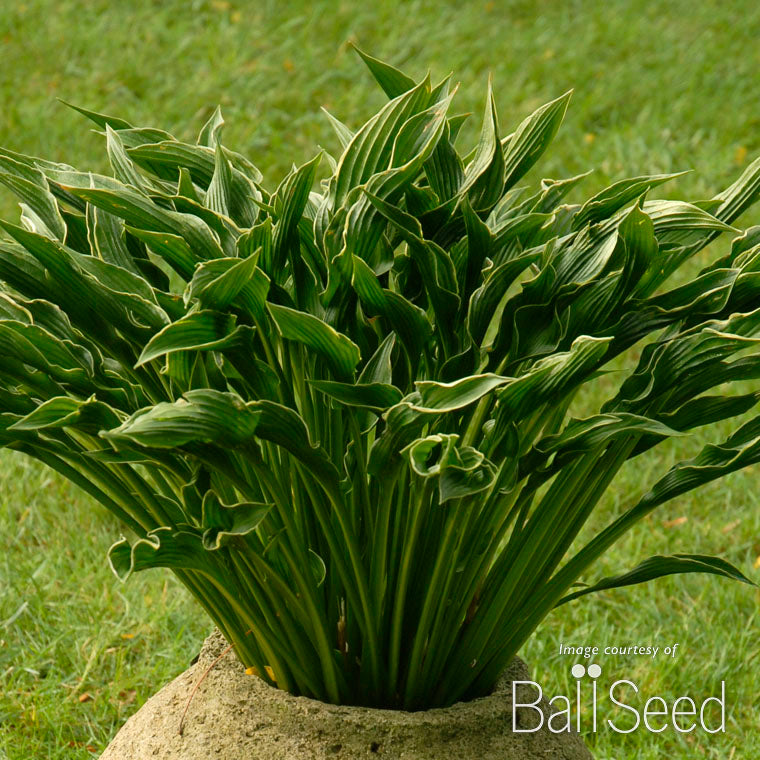 hosta praying hands plant Hosta Praying Hands 1gal. CF