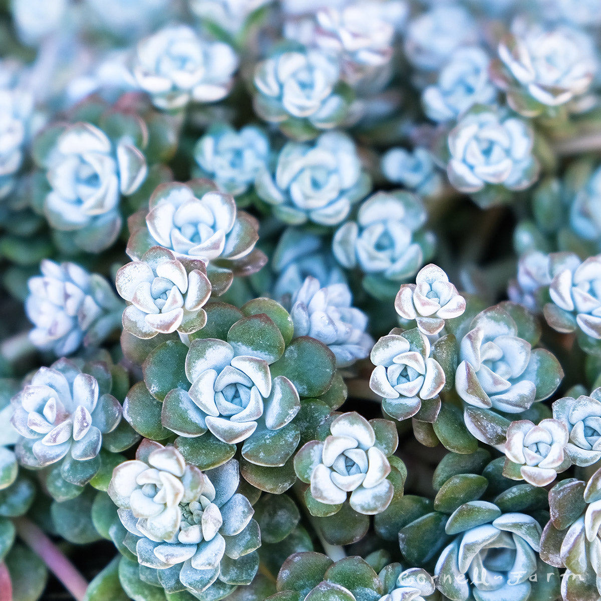 succulent sedum Sedum spath Cape Blanco 4in