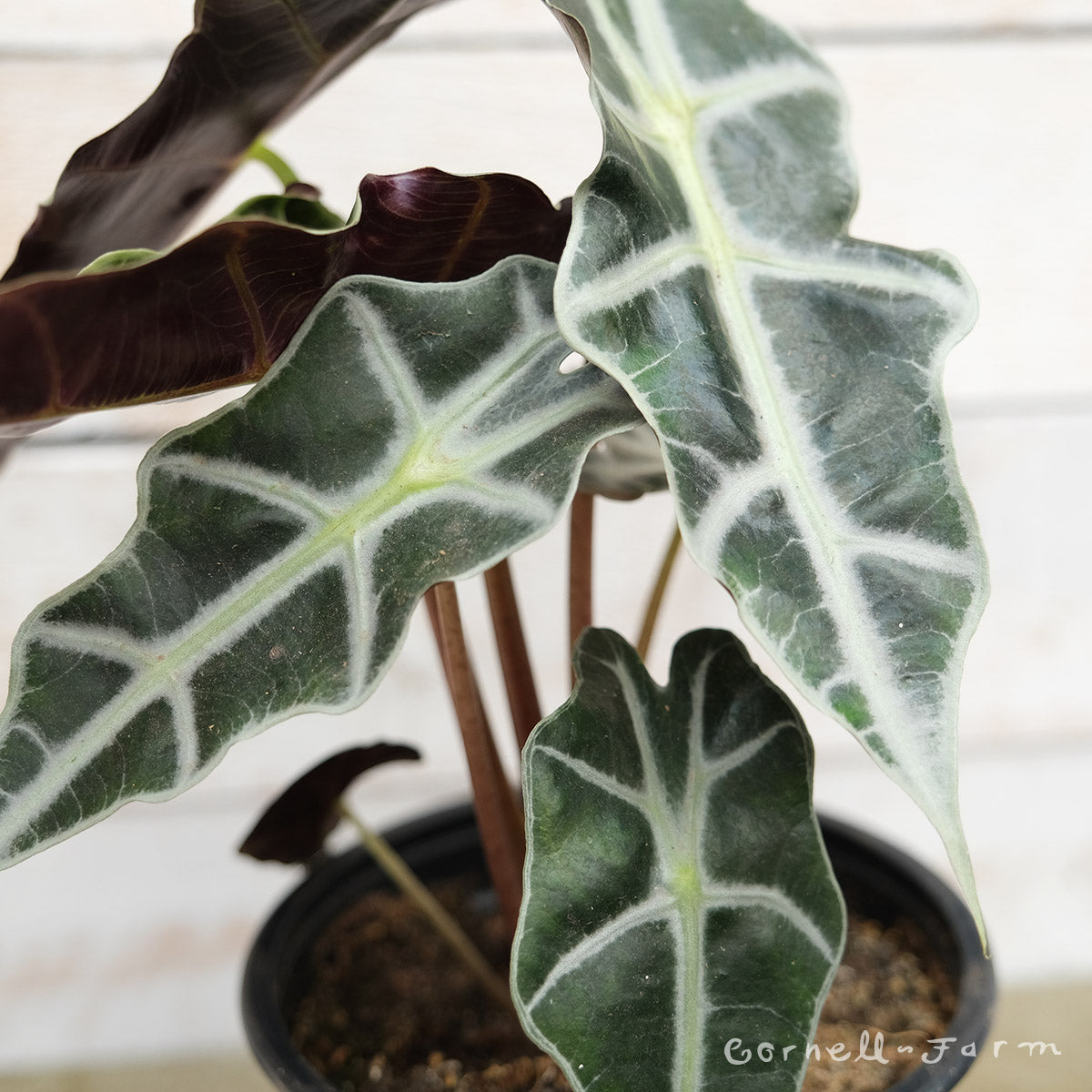 Alocasia x amazonica 6in Polly Dwarf African Mask – Cornell Farm