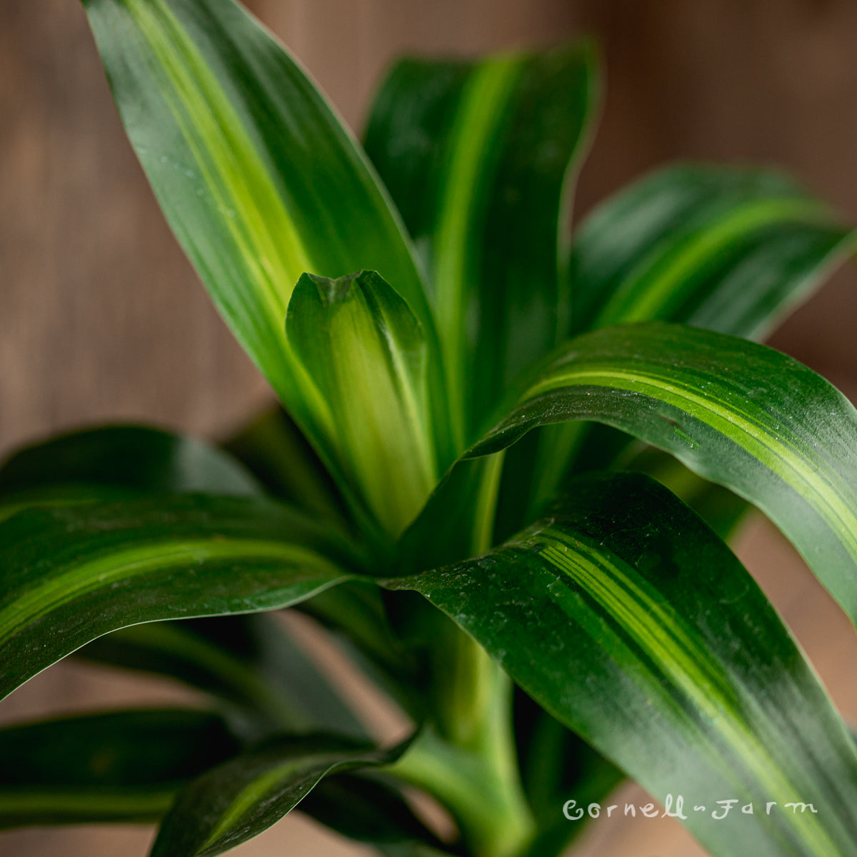 dracaena hawaiian sunshine tips Dracaena deremensis 8in Hawaiian Sunshine – Cornell Farm
