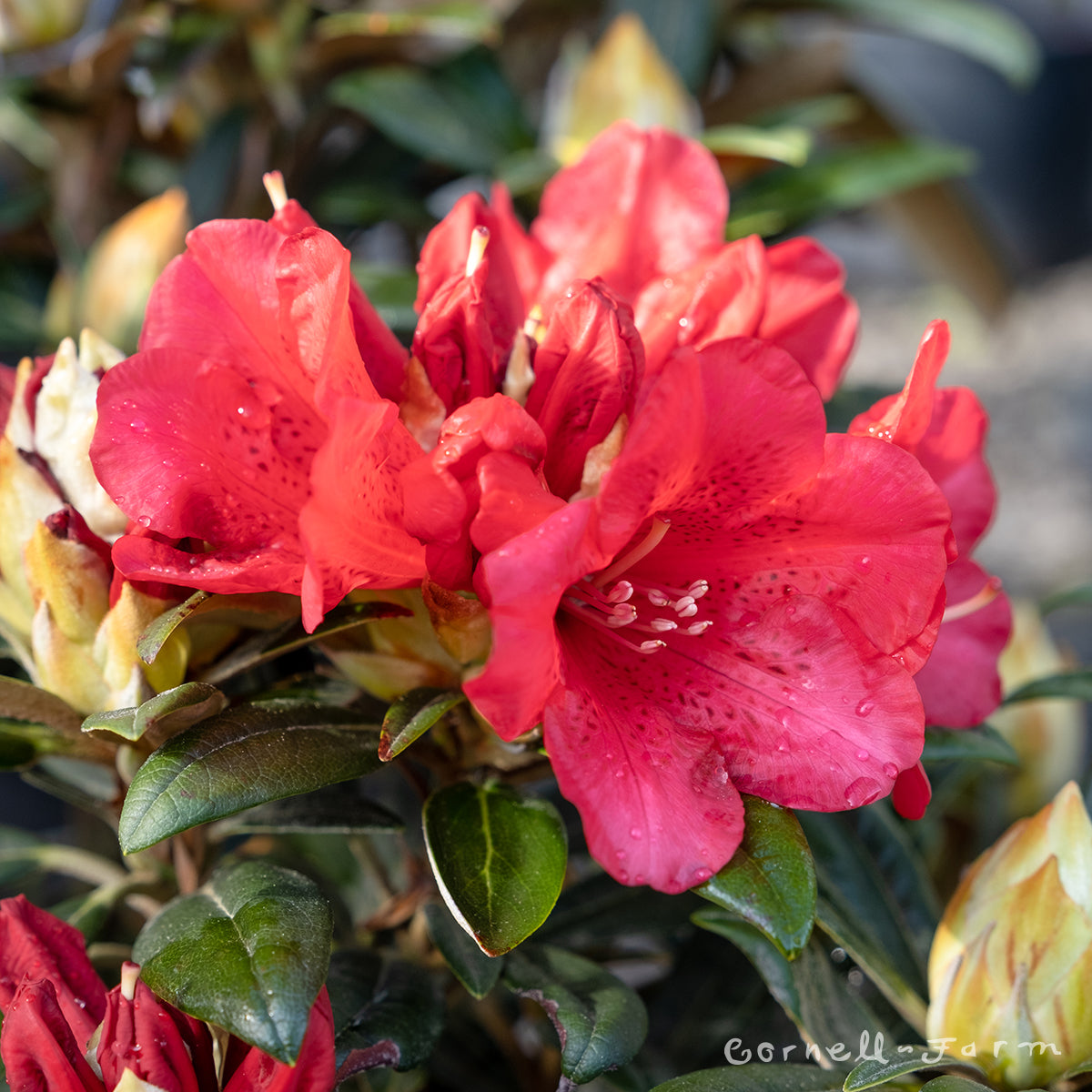 Rhododendron Fred Peste 5gal red