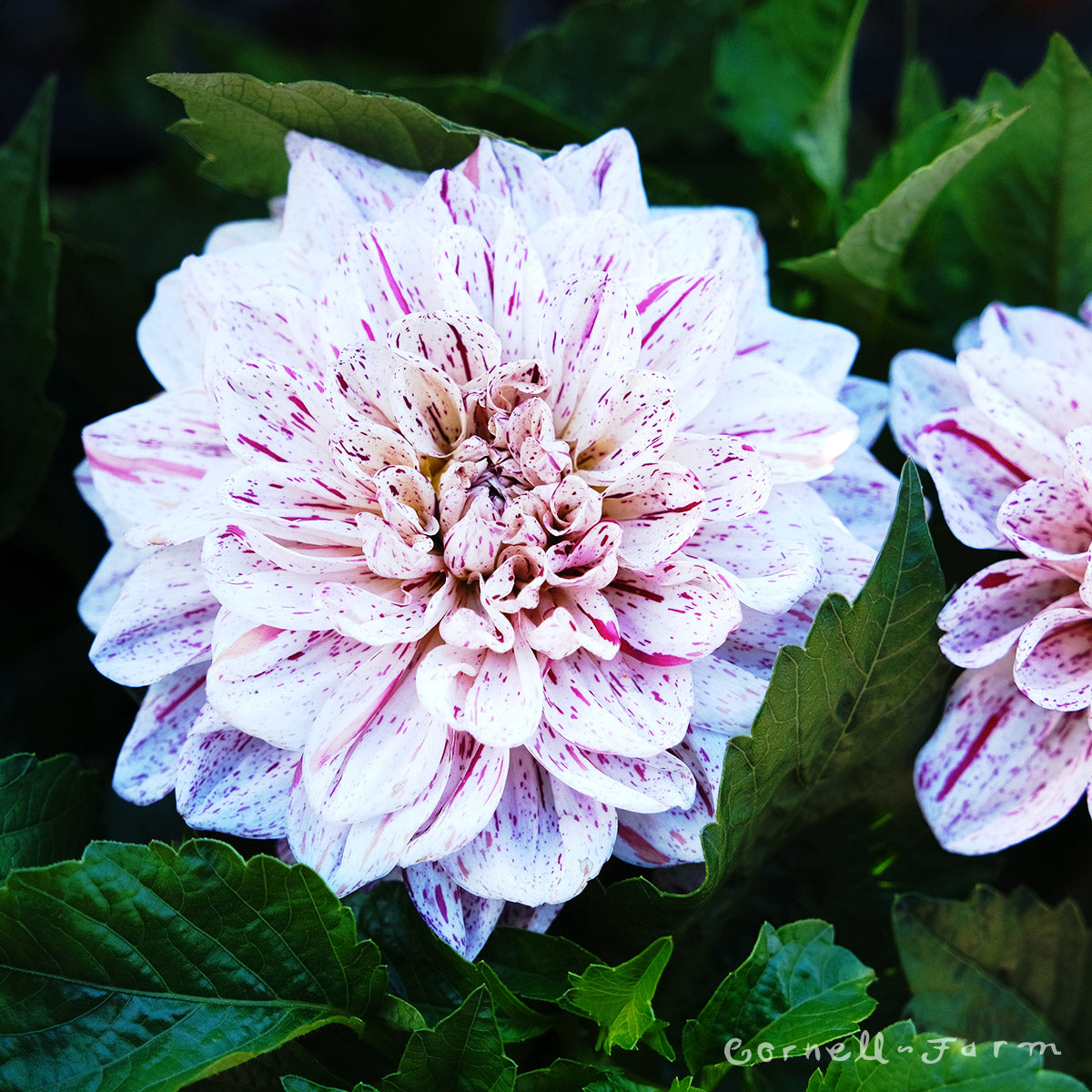 Dahlia GoGo Speckled 2gal CF – Cornell Farm