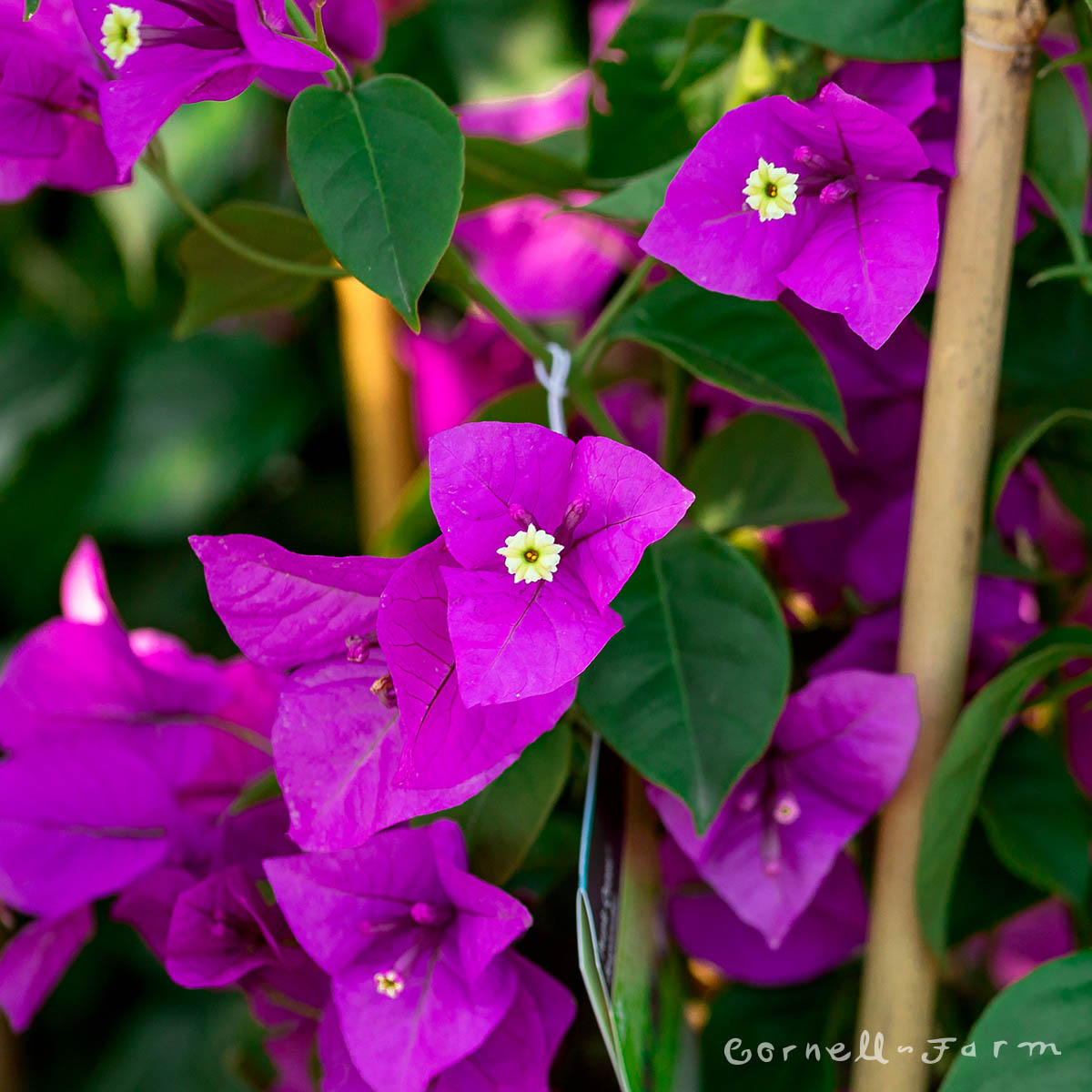 bournville plant Bougainvillea Purple Queen 5gal – Cornell Farm