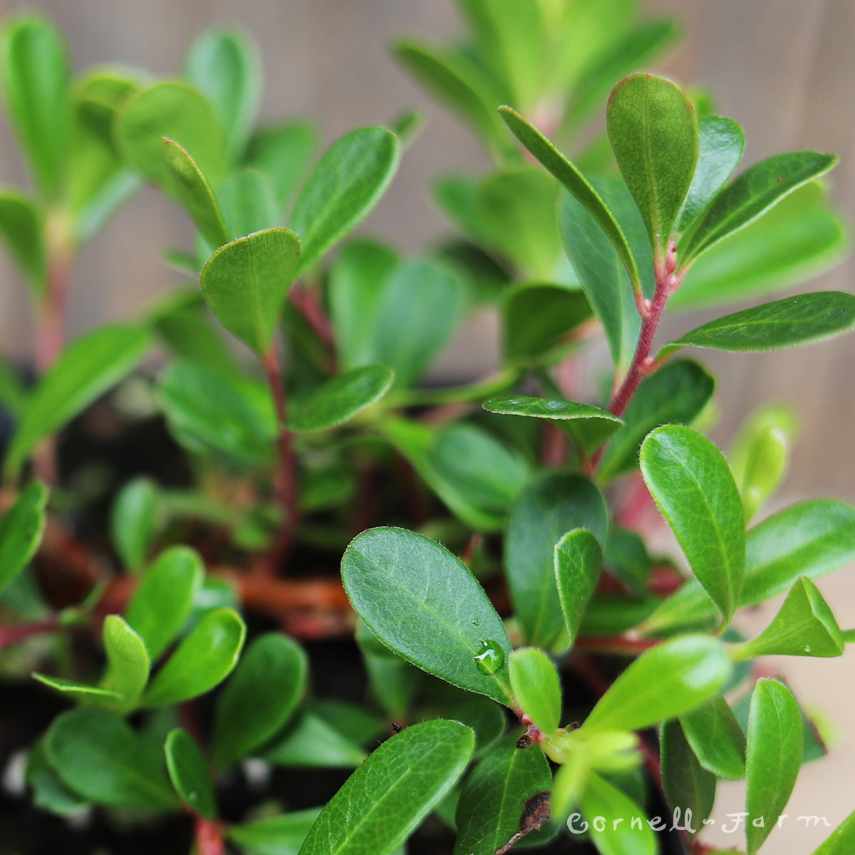 vancouver jade plant Arctostaphylos u Vancouver Jade 4in kinnikinnick