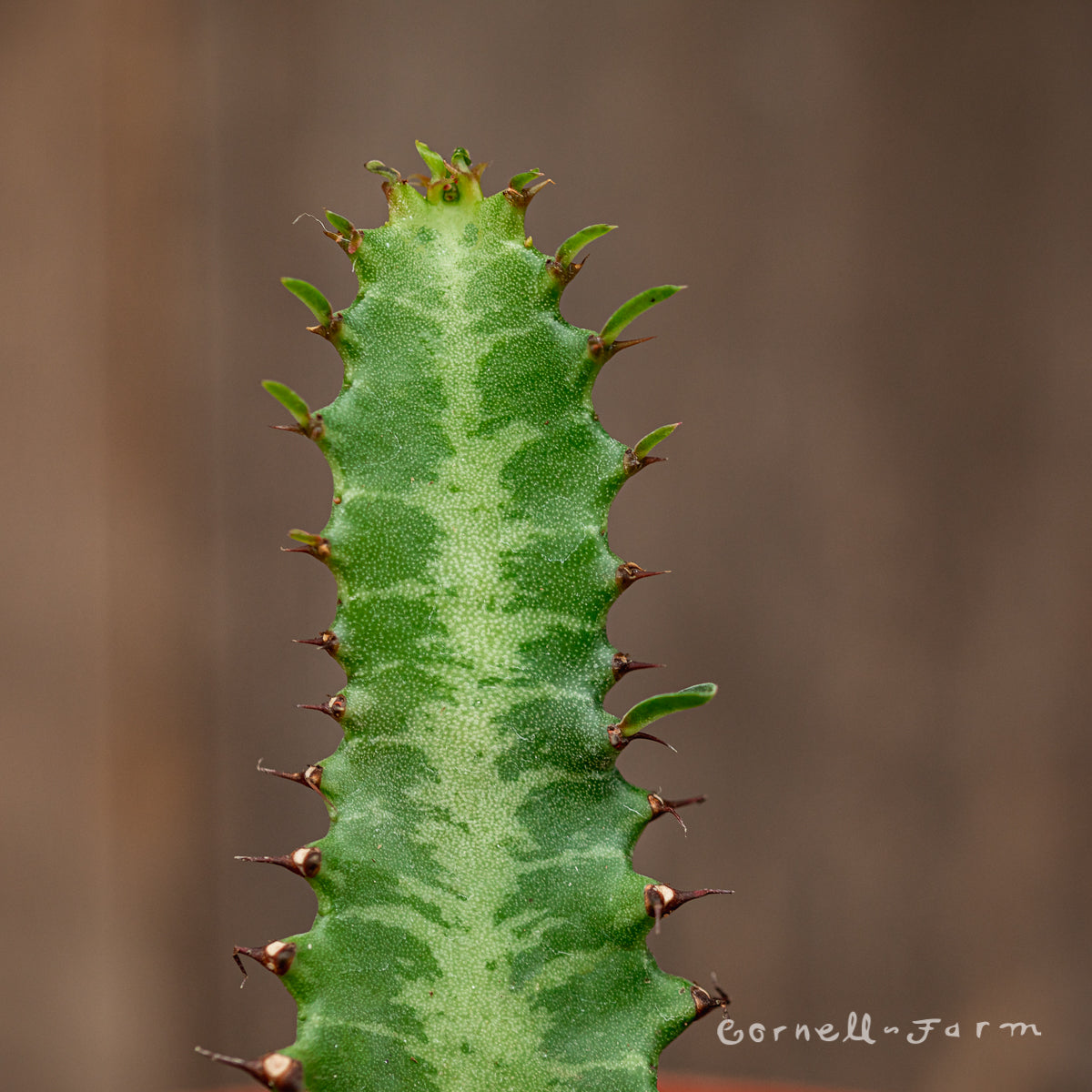 Euphorbia trigona 4in African Milk Tree