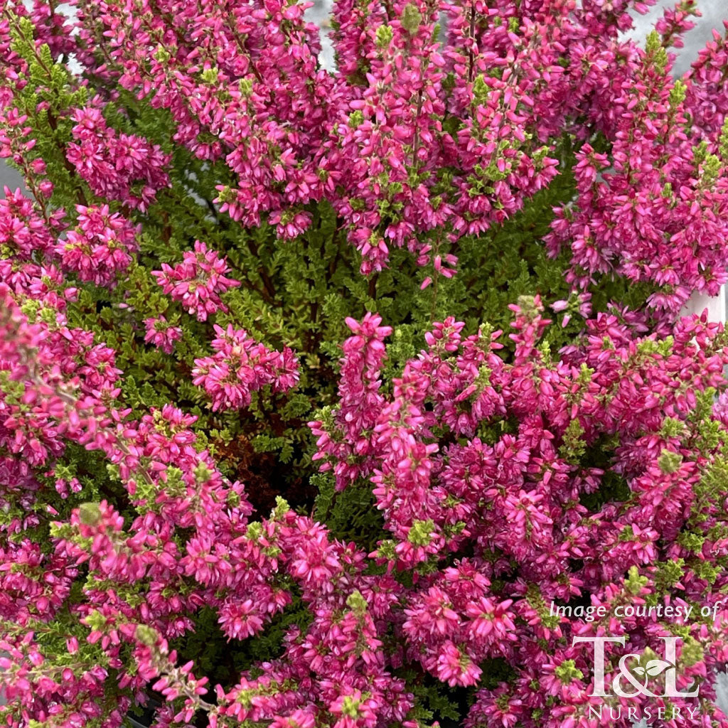 Calluna vulgaris Dark Beauty 1gal