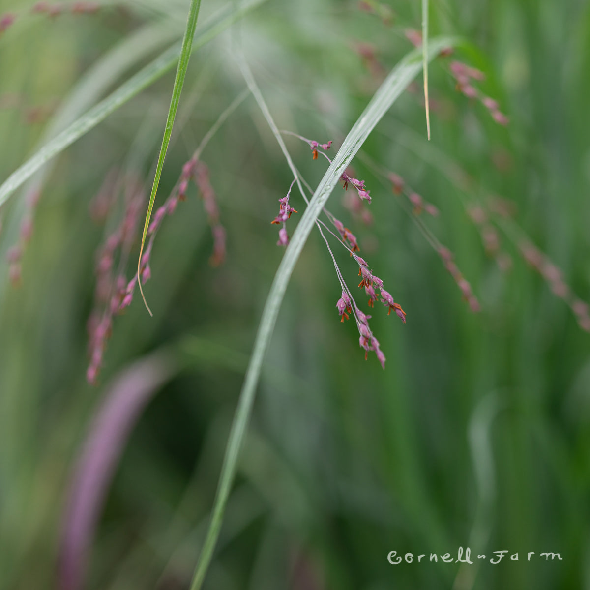 Pennisetum alop Red Head 1gal Cornell Farm