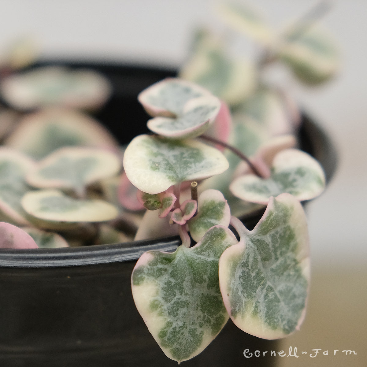 ceropegia woodii succulent Ceropegia woodii 2in Variegated String of Hearts