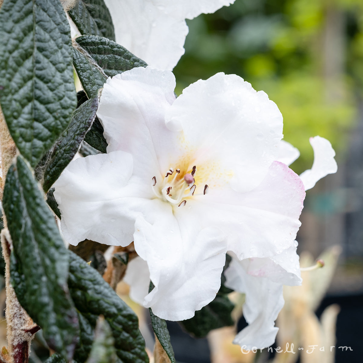 rhododendron edgeworthii Rhododendron edgeworthii 2gal