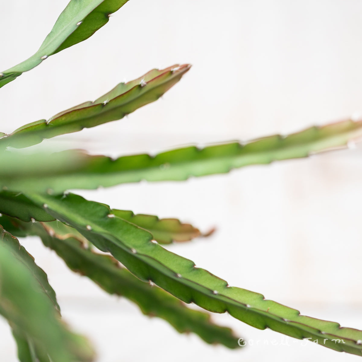 Lepismium cruciforme 6in Hurricane Cactus