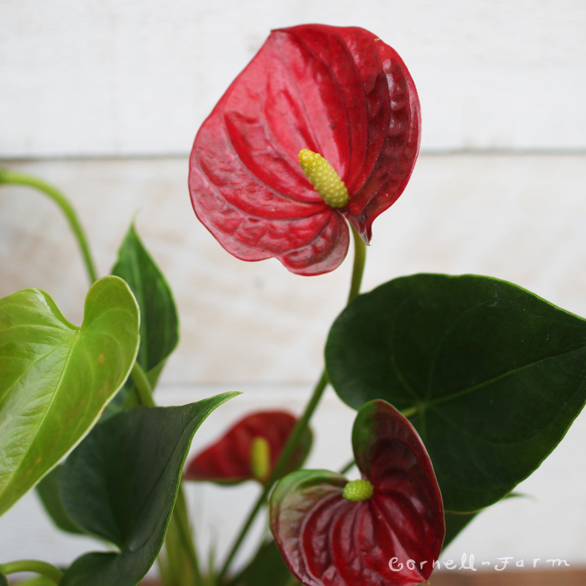 Anthurium andraeanum 2in Red Flower