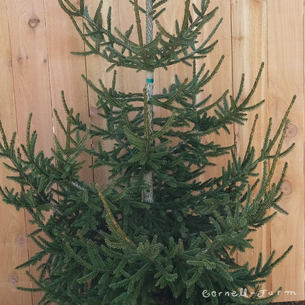 Picea orientalis Gowdy 10gal Oriental Spruce