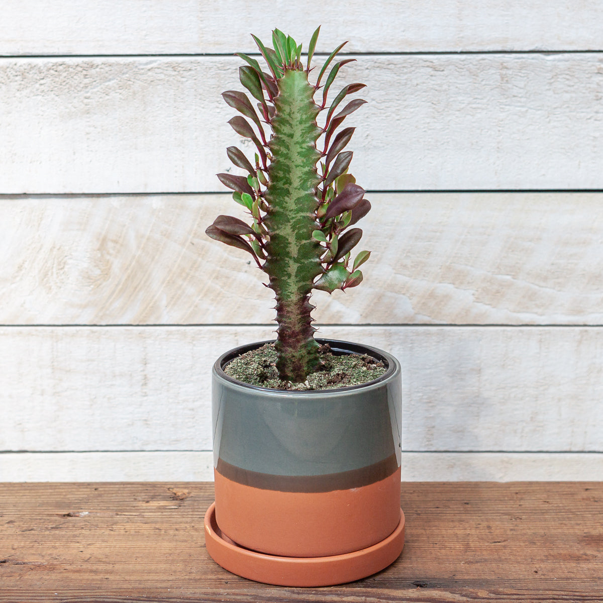 Euphorbia trigona monstrose 'Twisted Rubra' [Large], image size:1200x1200