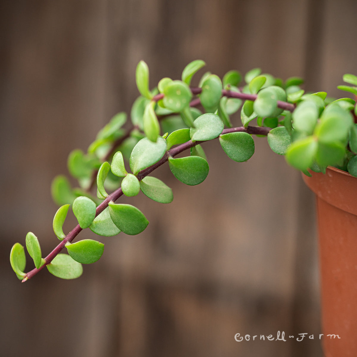 Portulacaria afra 4in Elephant Bush – Cornell Farm