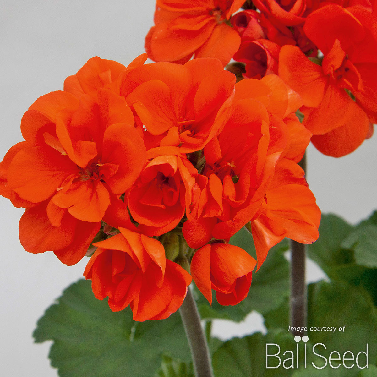 coral geranium seeds Geranium Zonal Moonlight Hot Coral Qrt. CF – Cornell Farm
