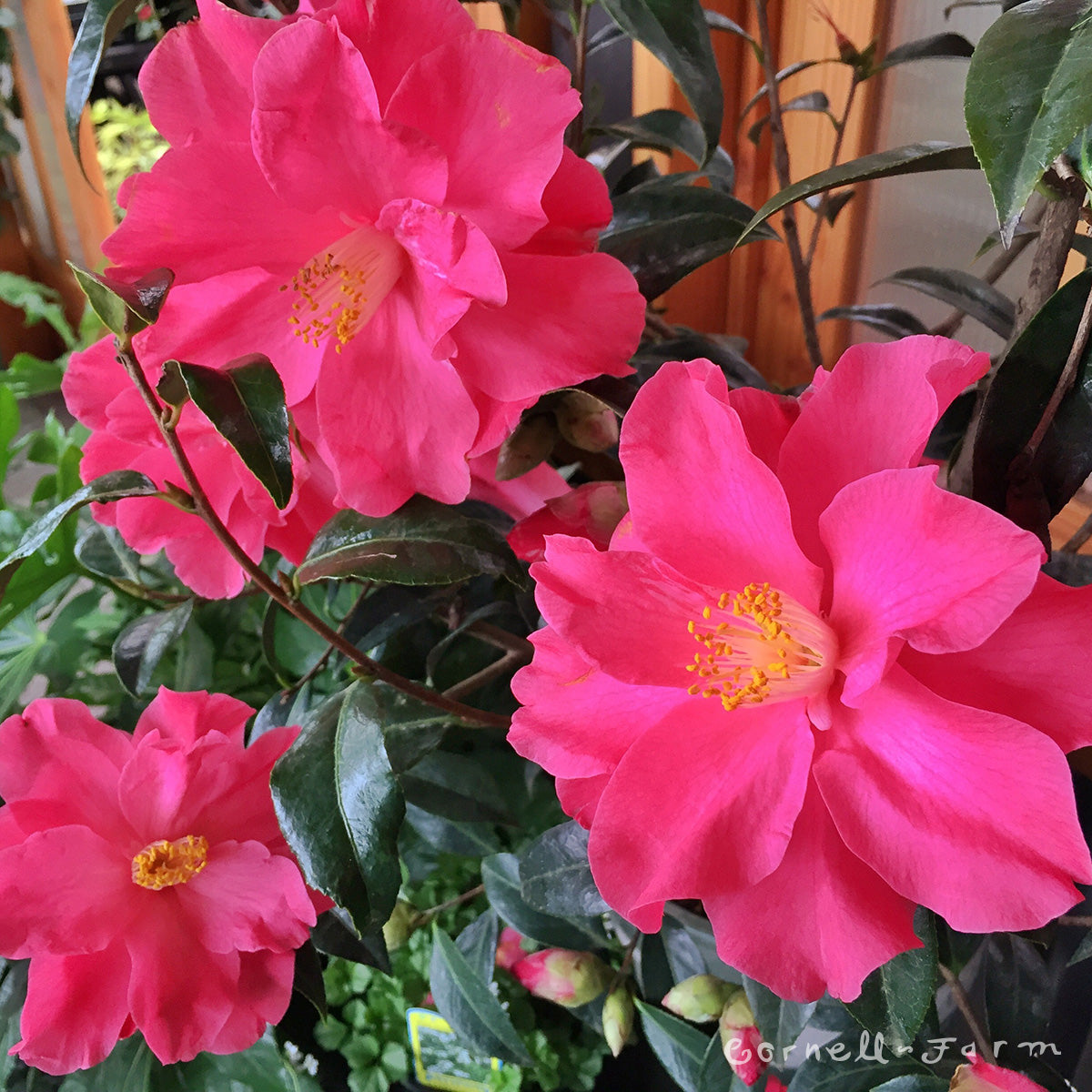 Camellia x Coral Delight 5gal – Cornell Farm