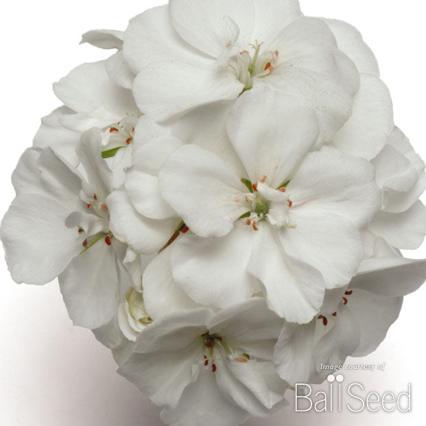 white seed geranium Geranium Zonal Fantasia White Qrt. CF – Cornell Farm