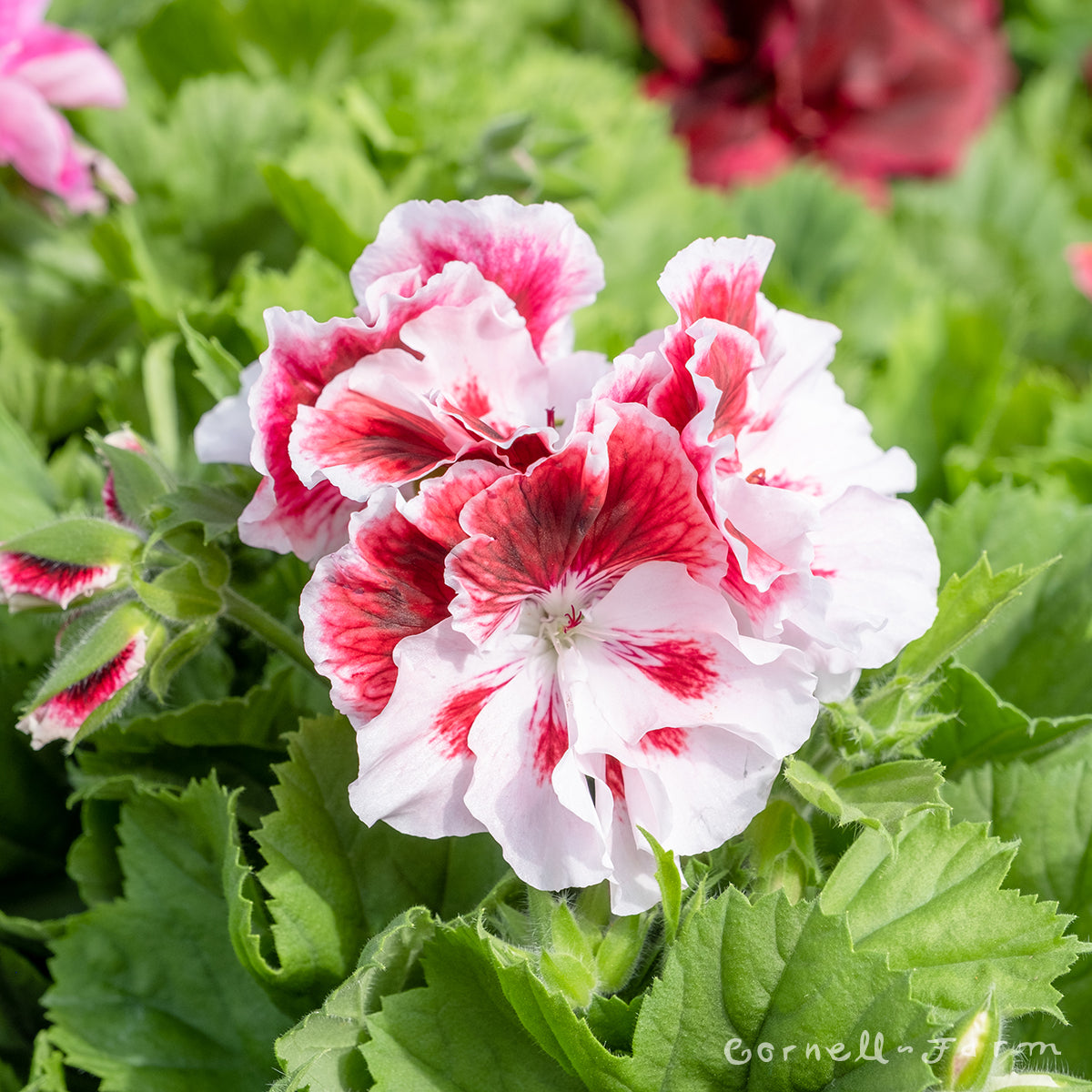 martha washington geranium seeds for sale Martha Washington Geranium 6in