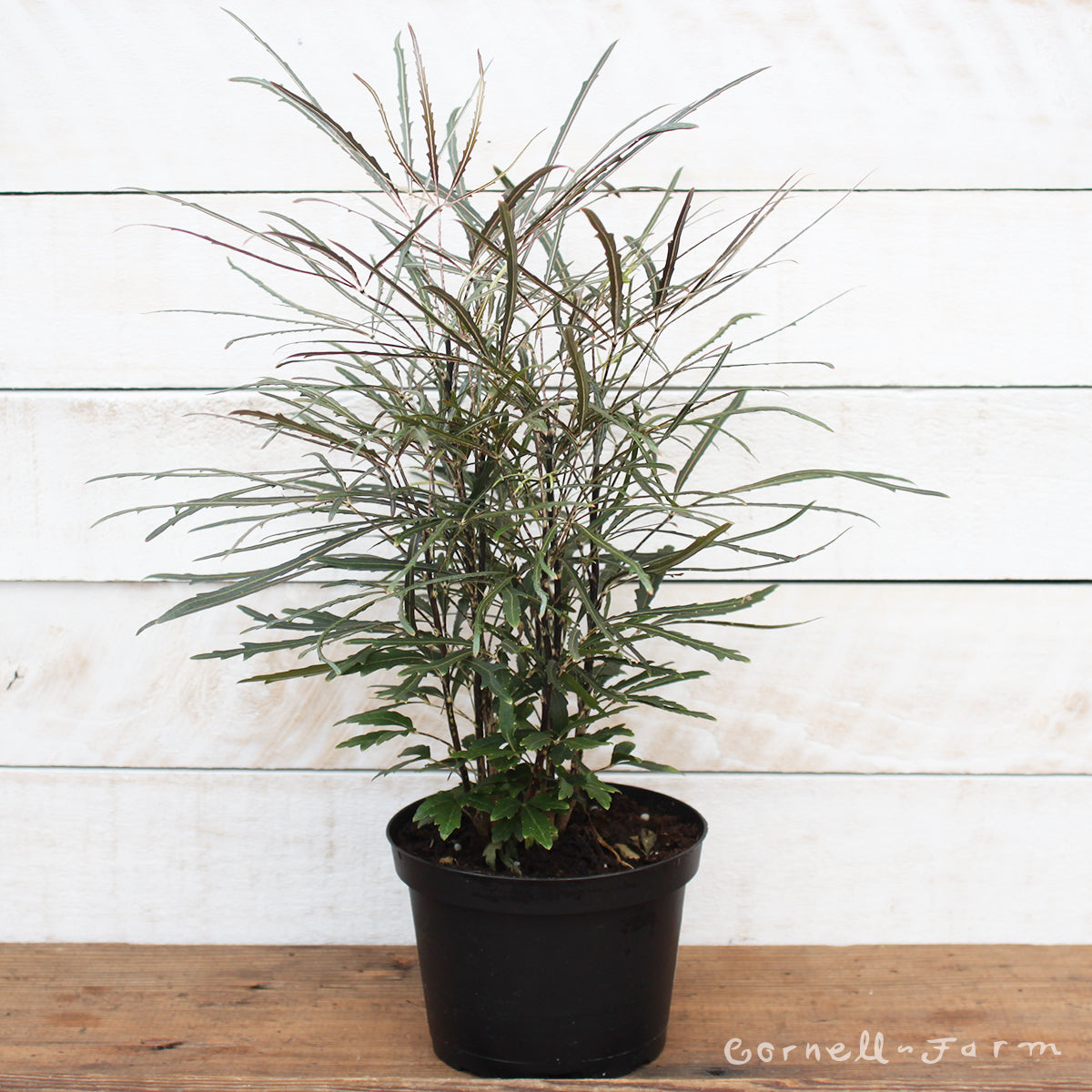 Plerandra elegantissima 6in False Aralia – Cornell Farm