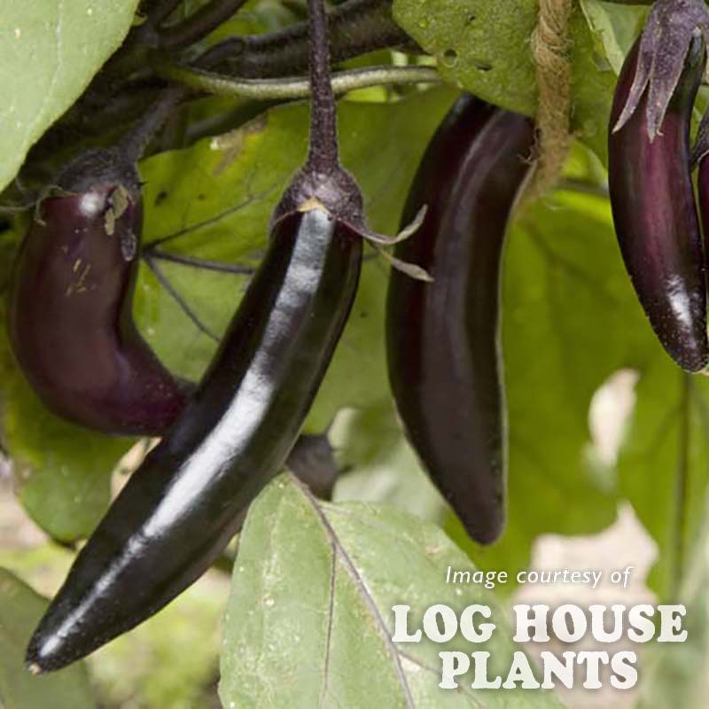 Eggplant Millionaire 4in Cornell Farm