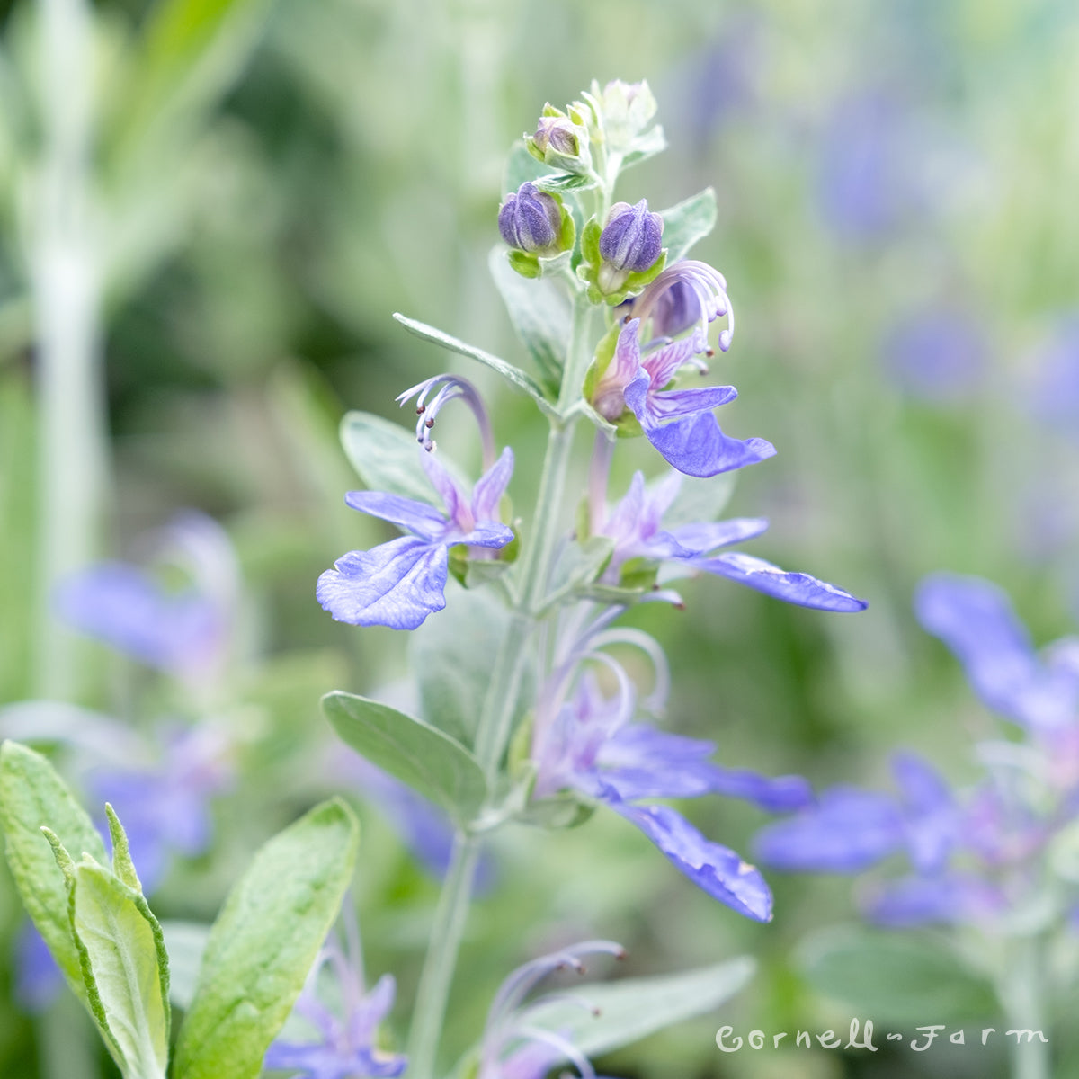 Teucrium fruticans Azureum 1 gal bush germander Cornell Farm