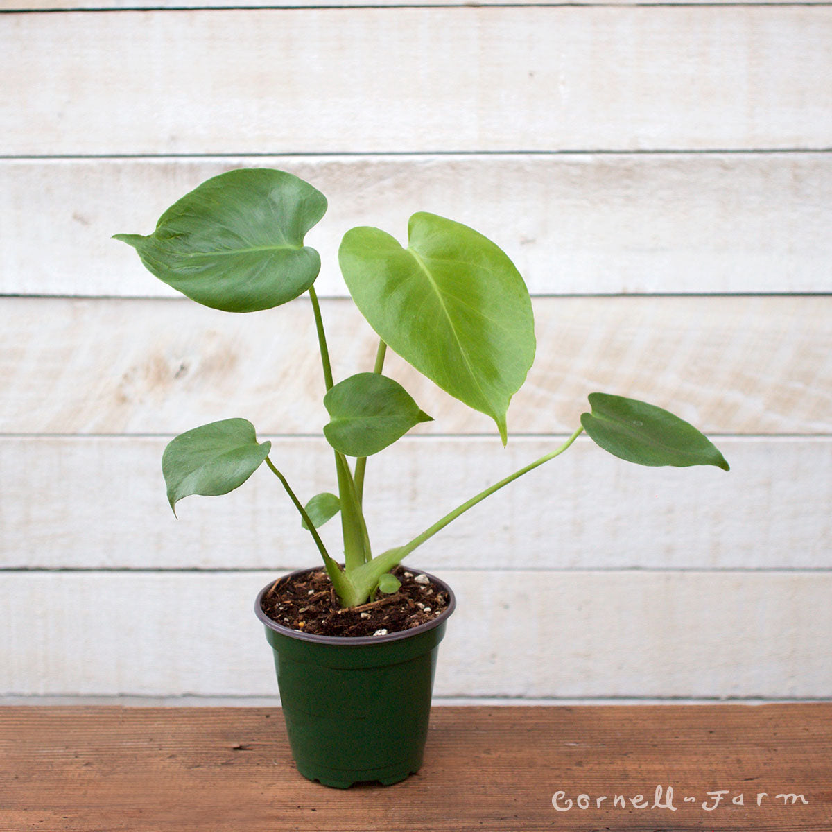 Monstera deliciosa 4in Split Leaf – Cornell Farm