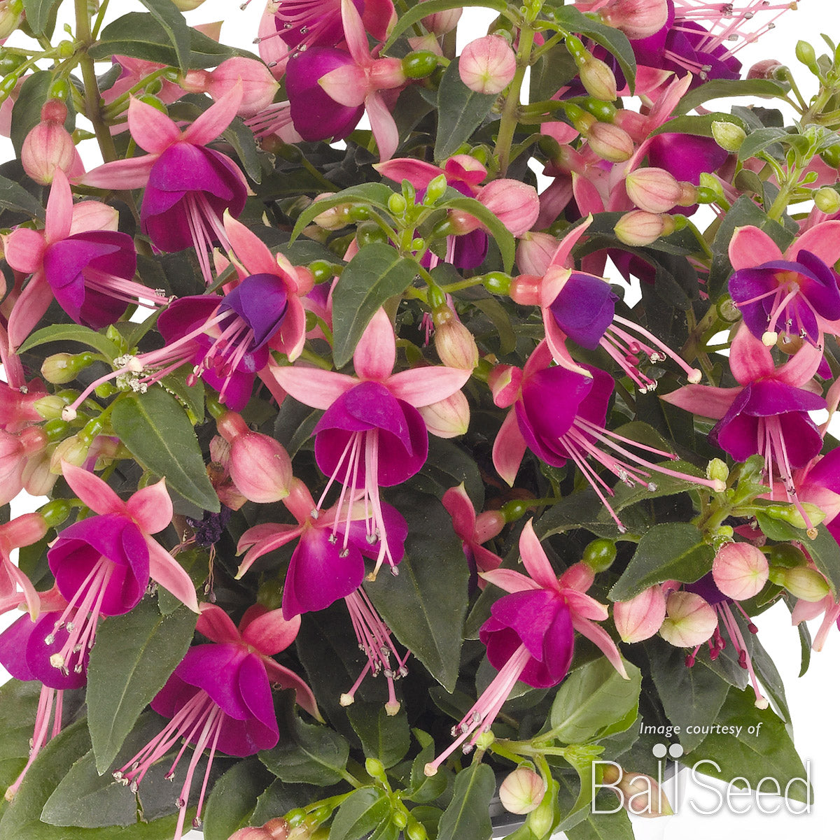 YK☆4点おまとめ☆Ungaro fuchsia他3点 Fuchsia Aretes Jollies Nancy 4.25in CF Upright – Cornell Farm