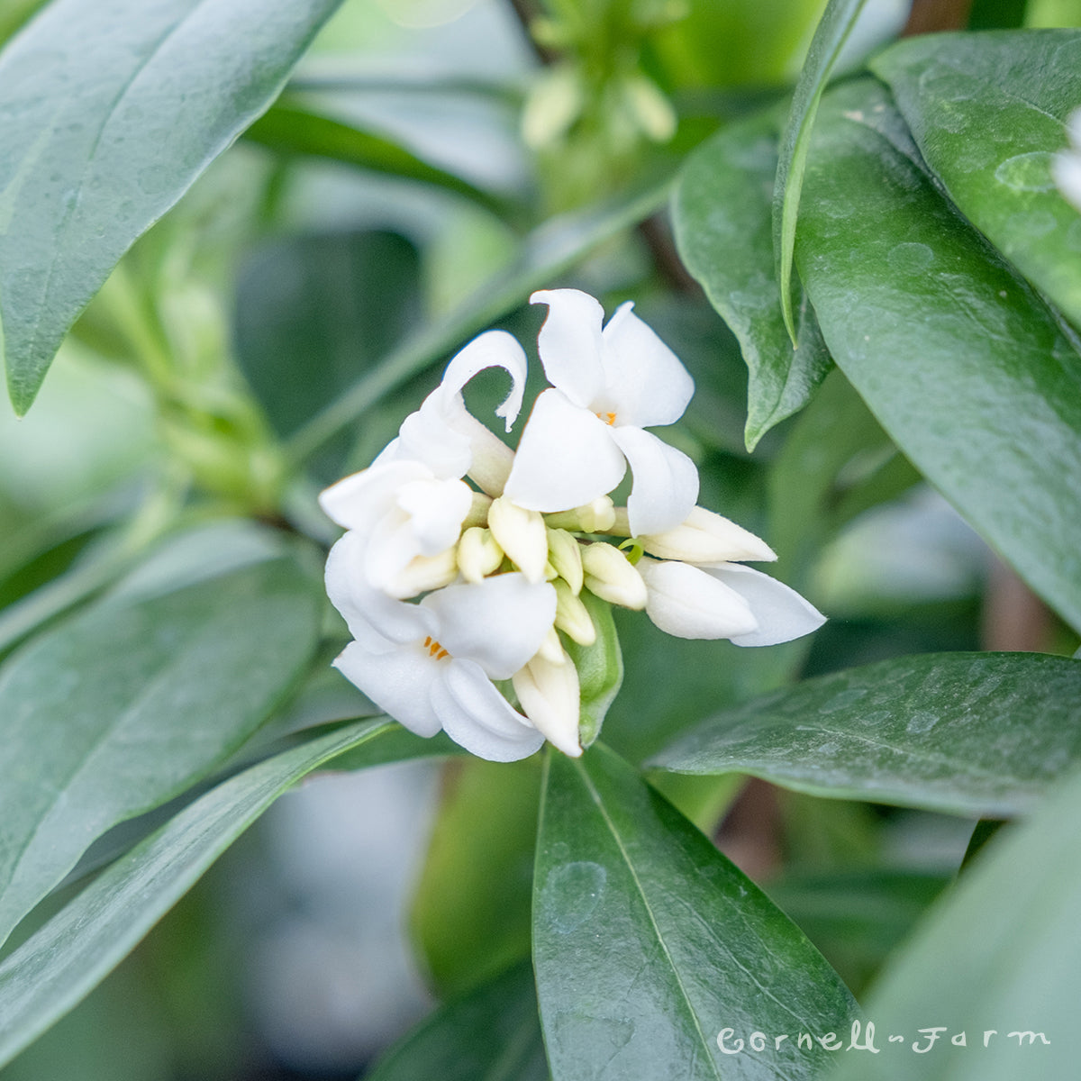 Daphne x Perfume Princess 5gal White – Cornell Farm