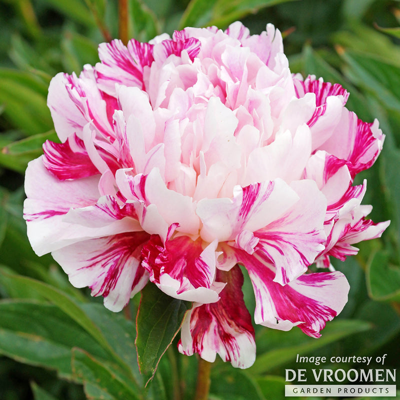 Paeonia Candy Stripe 2gal Peony CF – Cornell Farm