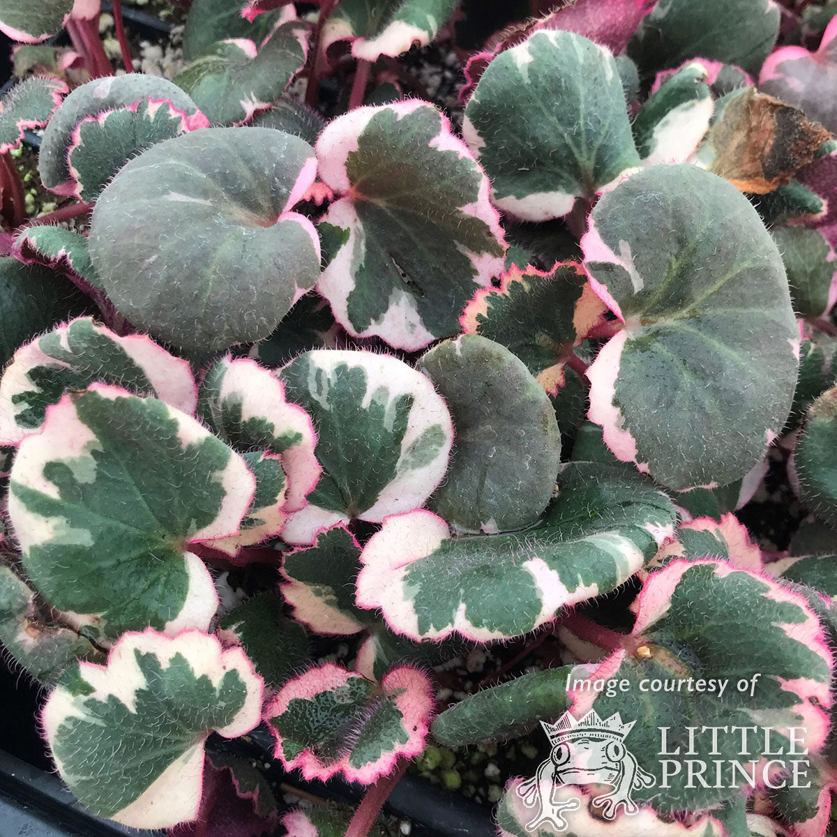 Saxifraga stolonifera 6in Strawberry Begonia Tricolor – Cornell Farm