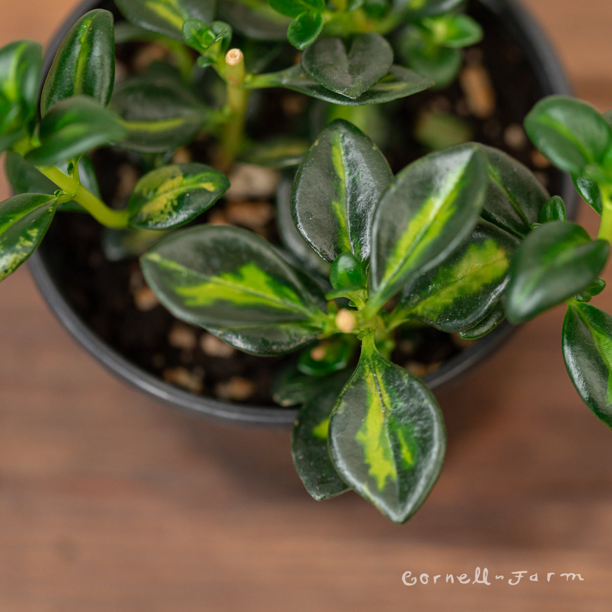 goldfish succulent Nematanthus 4in Variegated Goldfish Plant