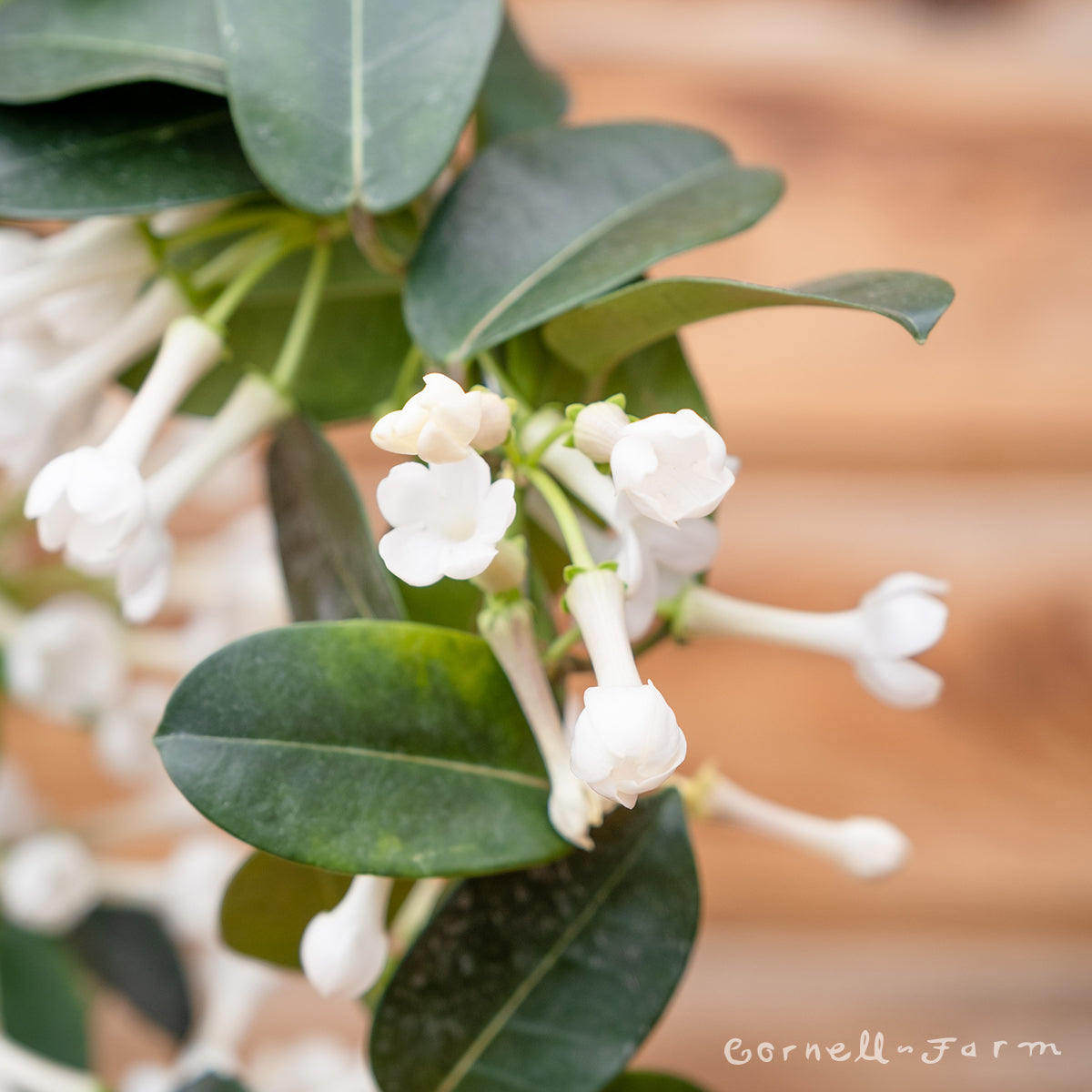 Stephanotis floribunda 5in Madagascar Jasmine (Hoop Trellis