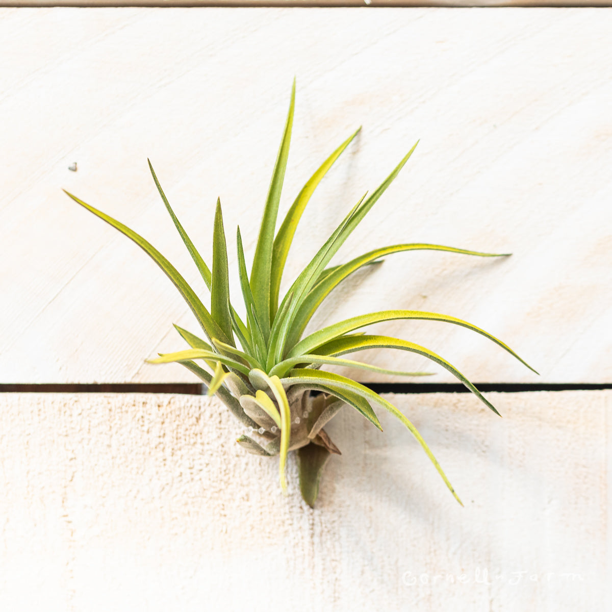 Tillandsia Velutina 4in Lavender – Cornell Farm