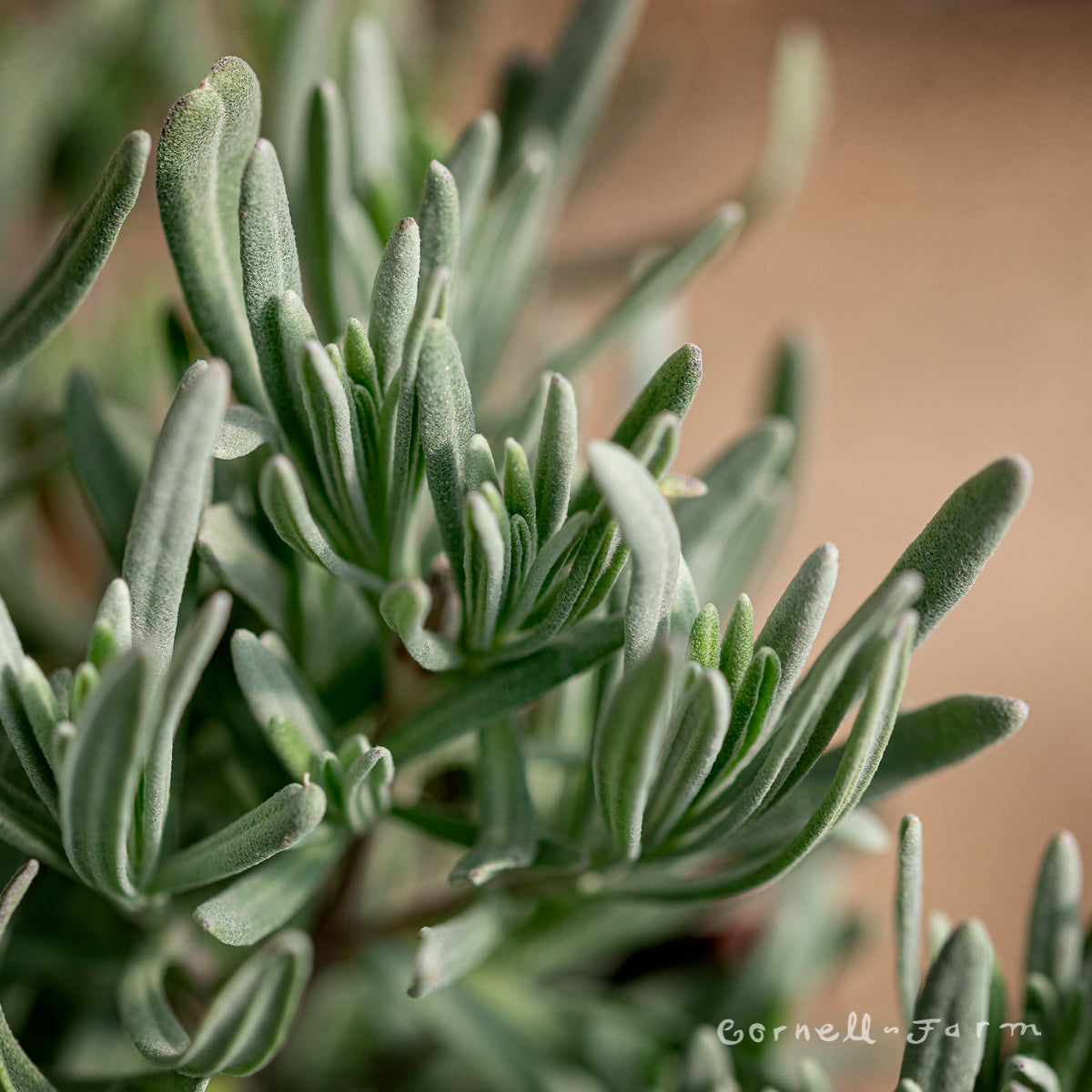 lavender alba plants Lavandula x i Alba 1gal French Lavender