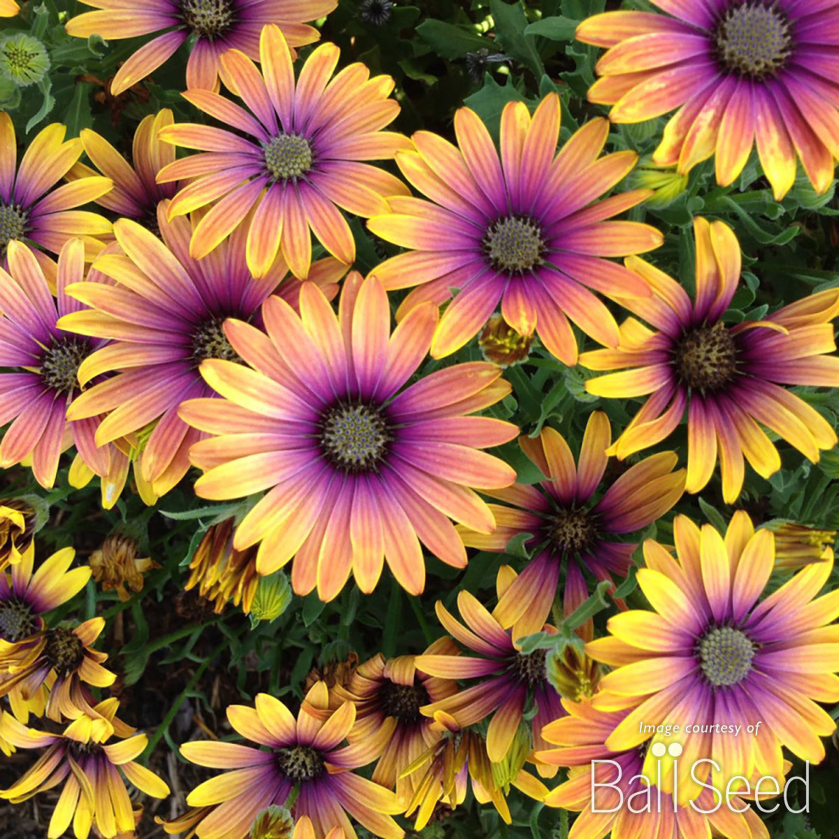 Zion Purple Sun Flower
