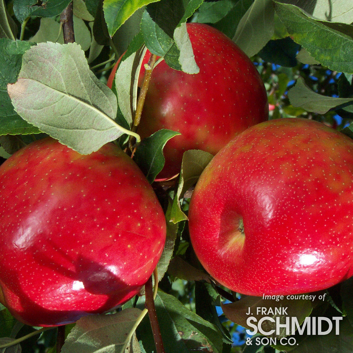 Apple Honeycrisp Espalier 1.251.5in Cornell Farm