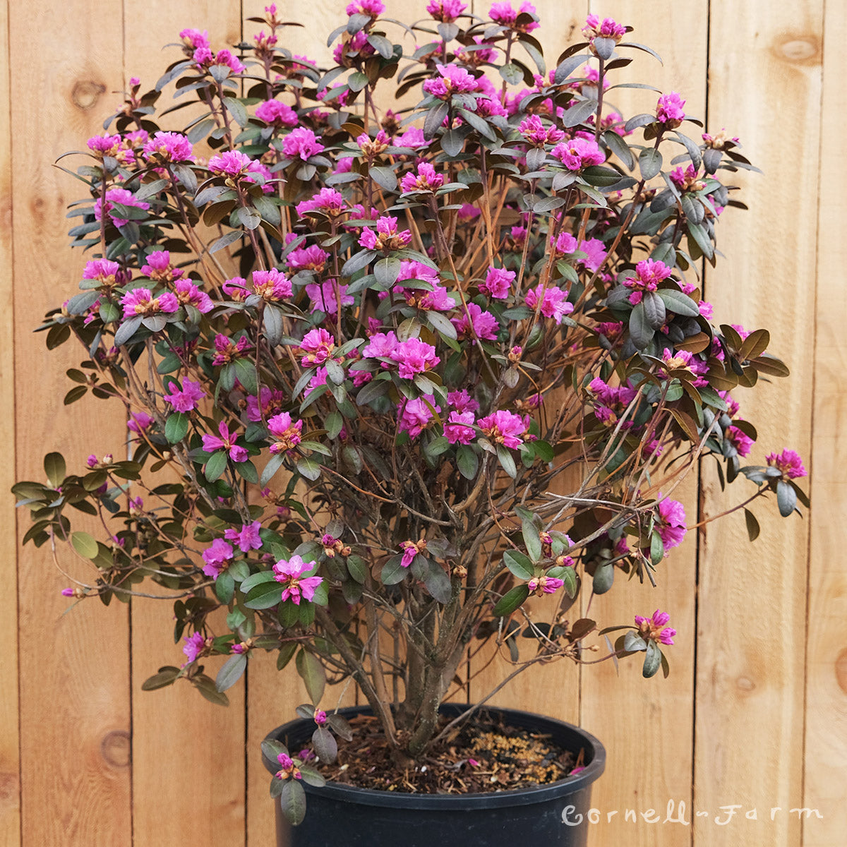 rhododendron regal Rhododendron PJM Regal 2gal