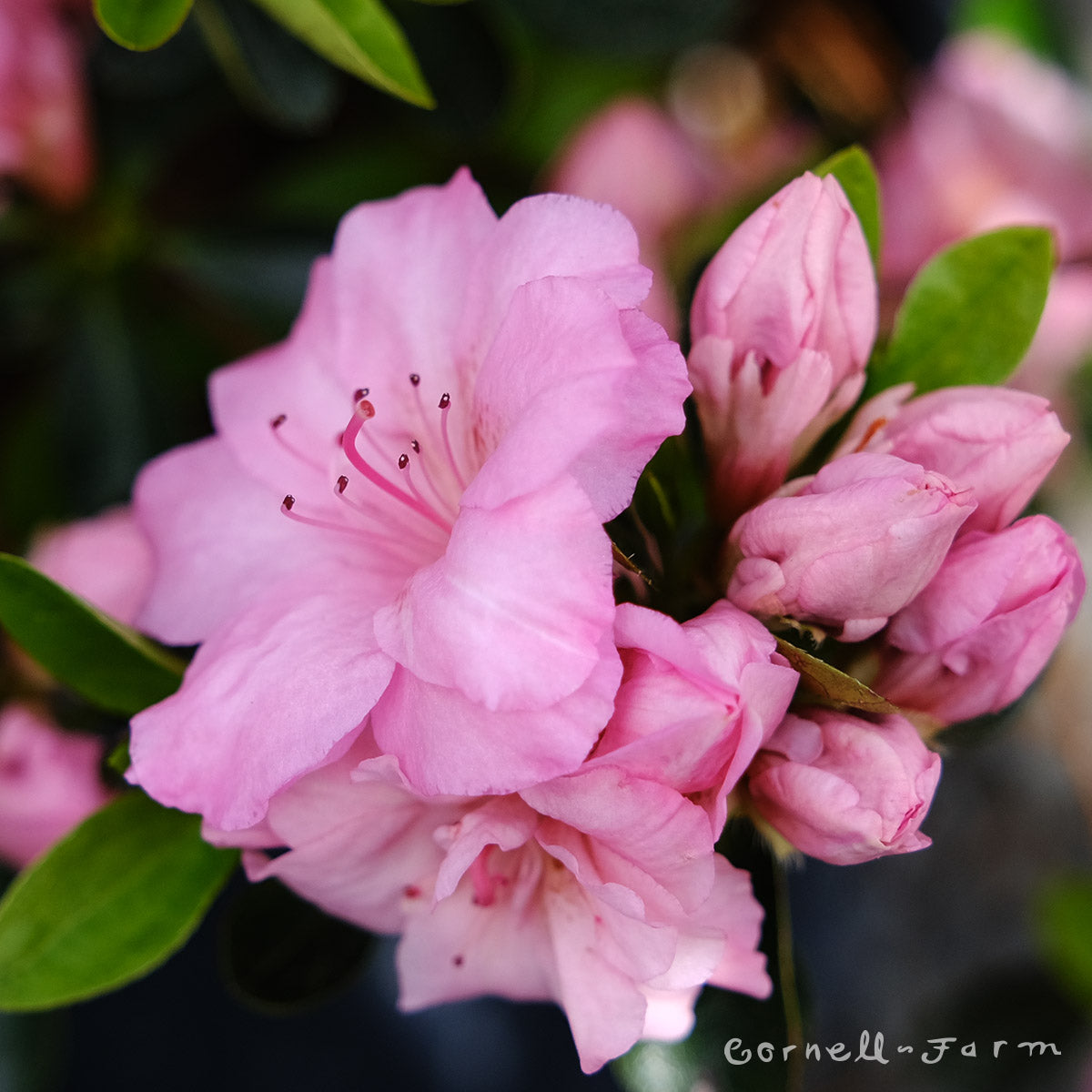 Azalea Rosebud 3gal pink – Cornell Farm