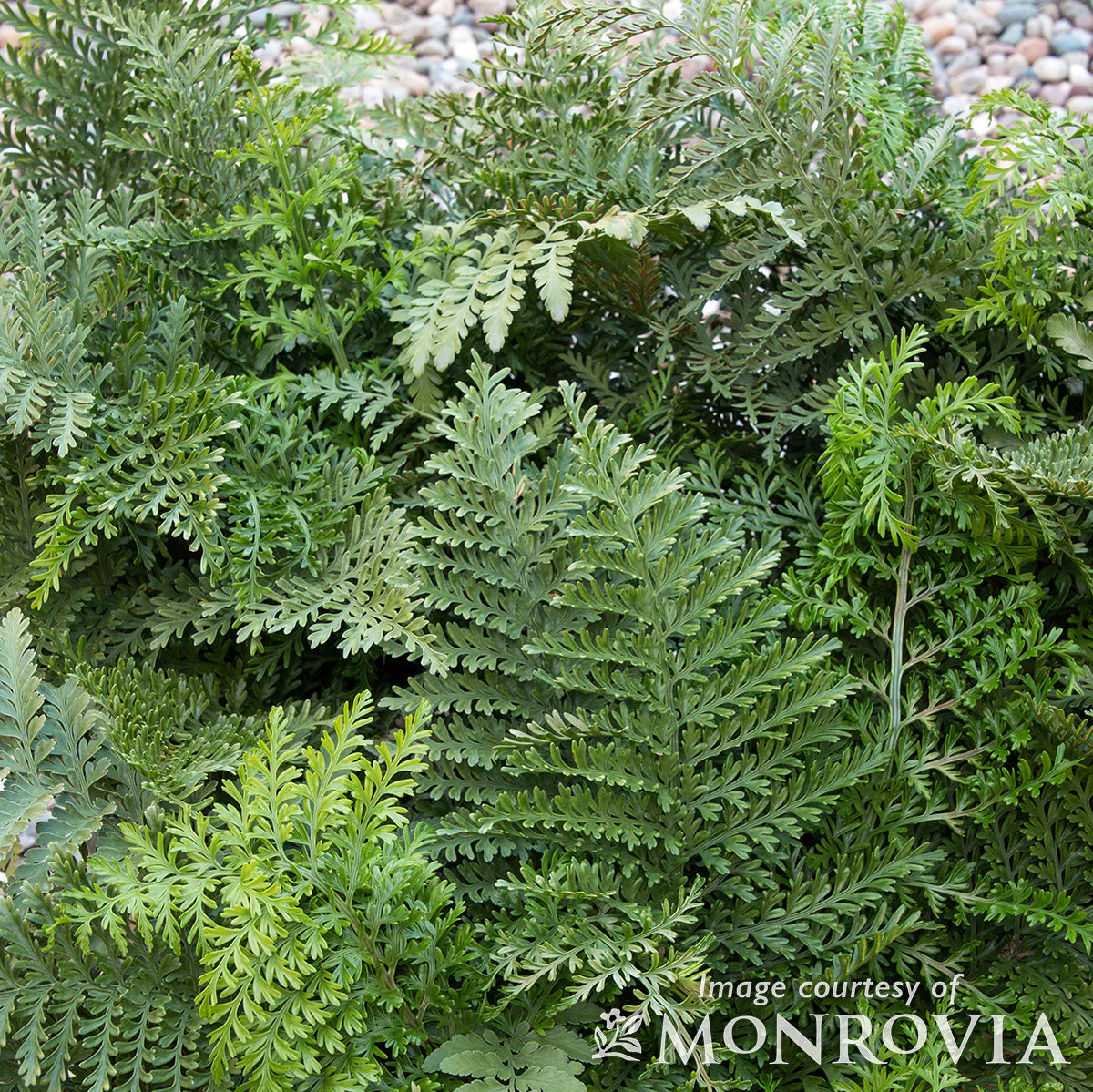 bird's nest fern austral gem Asplenium dimorphum 4in Austral Gem Fern