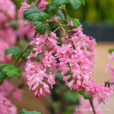 Ribes sanguineum 2gal. Red Flowering Currant